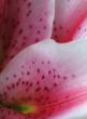 close up of pink petals