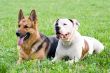 Germany shepherd and American bulldog laying on the grass
