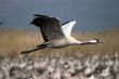 Birds migration