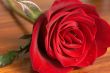 Dark red rose on wooden table