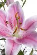lily on white