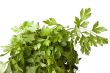 parsley plant