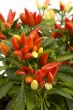 pepper tree