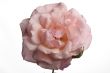pink rose
