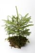 little spruce tree