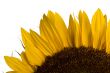 sunflower detail