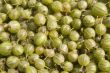 Gooseberry