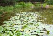 Water flowers