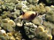 Masked puffer fish