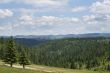 Forest landscape