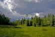 Mountain Meadow