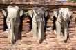 Elephants and pagoda