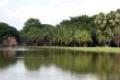 Pond and palm trees