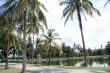 Palm trees and pond in Sukhotai