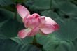 Pink lotus