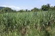 Field of sugar cane