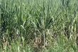 Green sugar cane