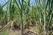 Sugar cane