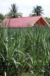 Sugar cane field