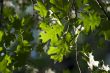 Backlit Oak Leaves