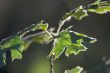 Backlit Oak Leaves