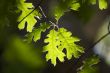 Backlit Oak Leaves