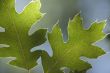 Backlit Oak Leaves