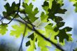 Backlit Oak Leaves