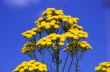 yellow wild flowers