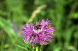 moth on a flower