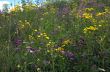 many flowers