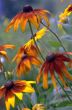 orange flowers