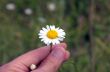 camomile in hand