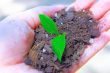 Human hand and young plant growing