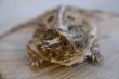 Horny Toad