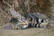 Feline