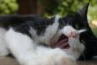 Feline