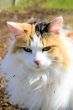 Feline