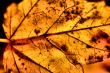 Elements of nature