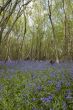 Bluebell