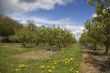 Apple orchard