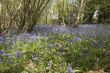 Bluebell