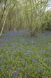 Bluebell