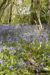 Bluebell