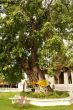 Bodhi tree in Ayuthaya