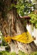 Bodhi tree and temple