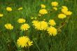 Dandelions