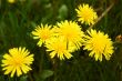 Dandelions