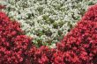 red and white flowers