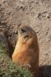 Marmot